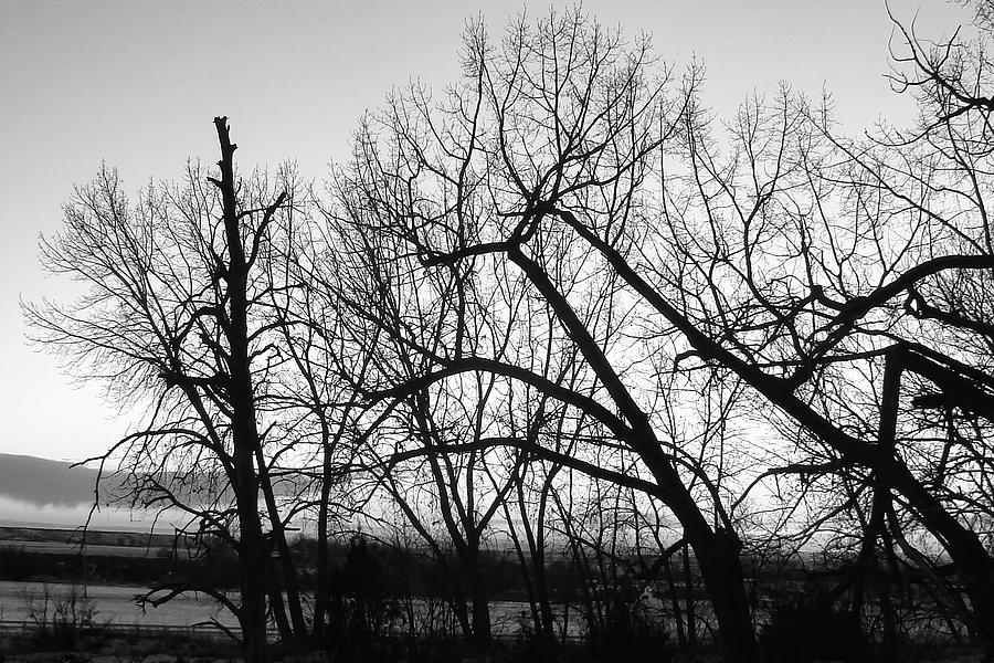 Trees Black and White  Photograph by Cathy Anderson