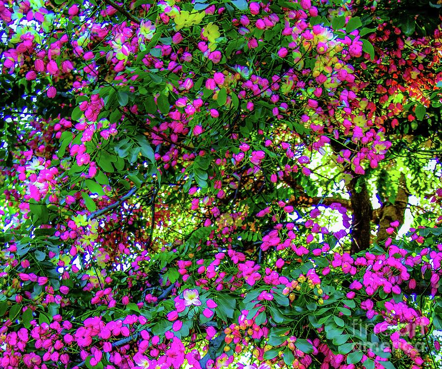 Tree Photograph - Trees Blooming Queen Kapiolani Park by D Davila