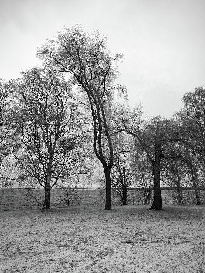 Trees By The Lake Bw Photograph