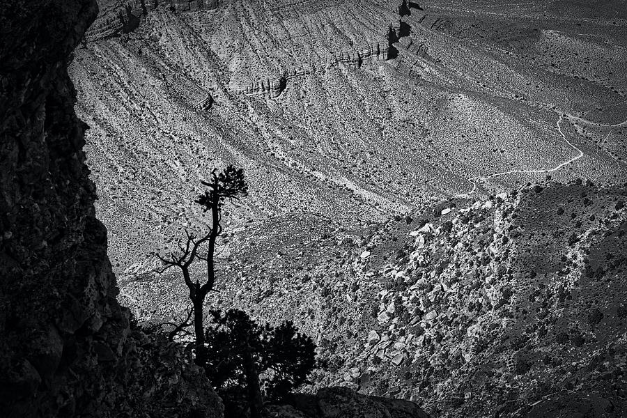Trees by Yavapai Point - Grand Canyon - Arizona Photograph by Stuart Litoff