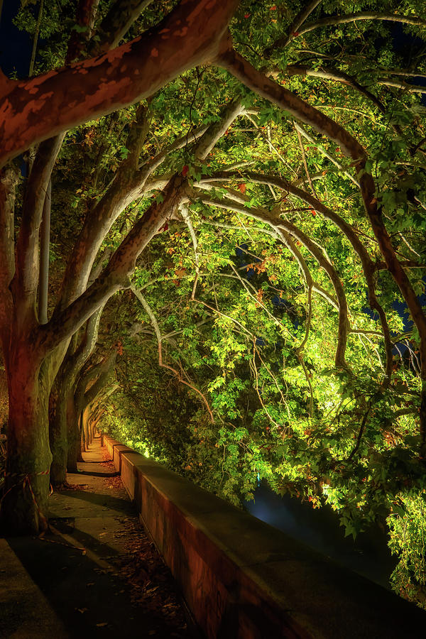 Trees Canopy At Riverside Alley By Night Photograph by Artur Bogacki