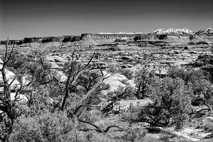 Trees - Canyons - Mountains Two 2 Photograph by Bob Phillips
