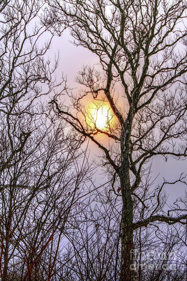 Trees Capturing the Sun Photograph by Randy Pollard