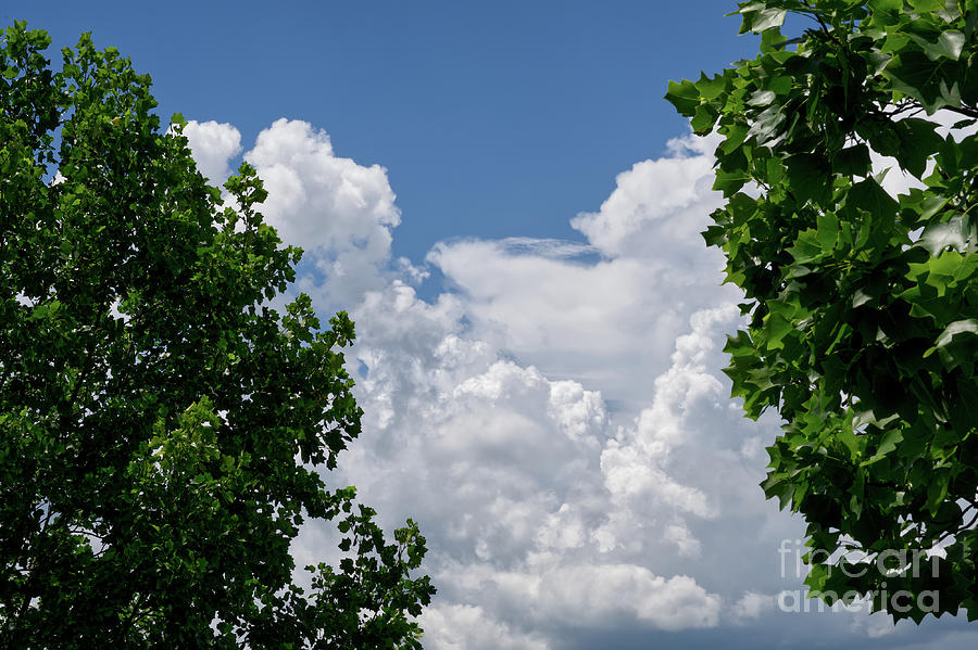 Trees Clouds Sky Photograph by Phil Perkins