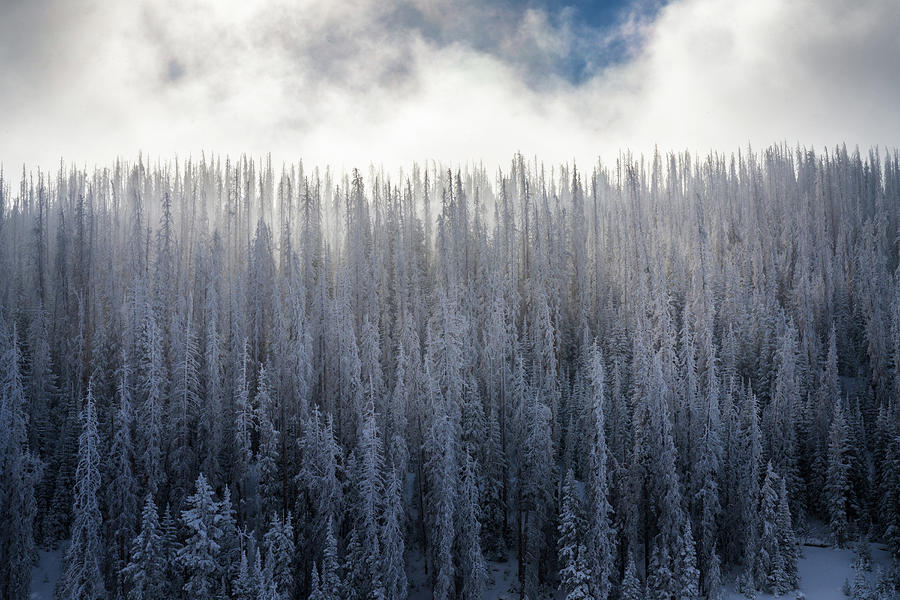 Trees Covered In Fresh Snow Photograph