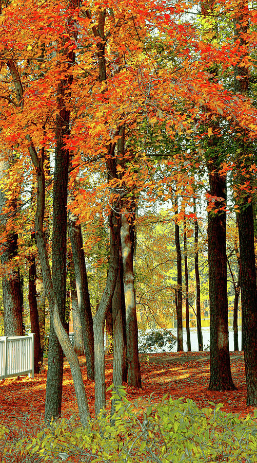 Trees Dazzle In Autumn Photograph