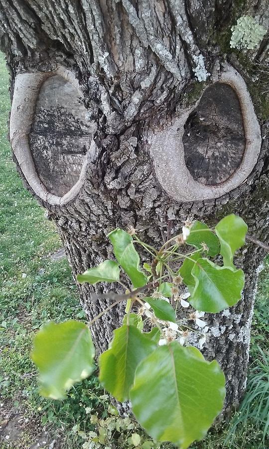 Trees do have eyes Photograph by Shirley Blaine