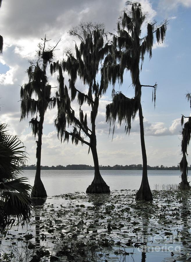 Trees Draped in Spanish Moss Photograph by World Reflections By Sharon