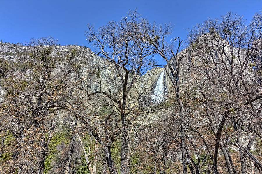 Trees Framing Upper Yosemite Falls Photograph