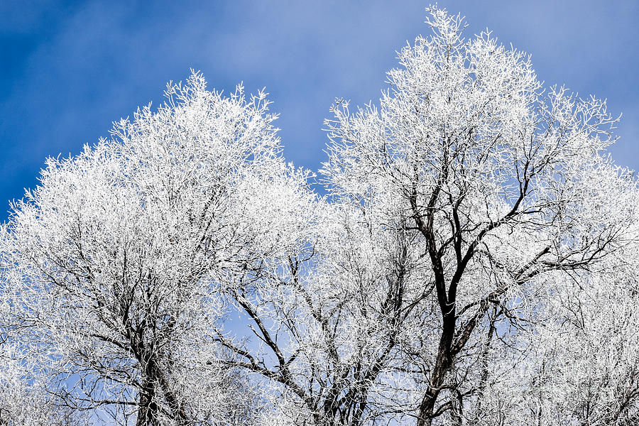 Trees Freeze Photograph by Terry Conroy Fine Art America