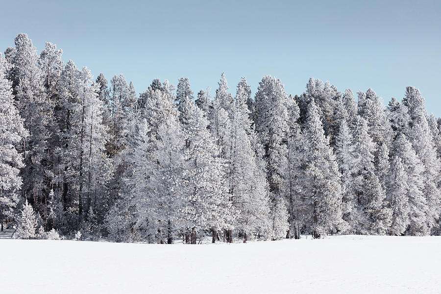 Yellowstone National Park Photograph - Trees get a white winter glaze by Mango Art