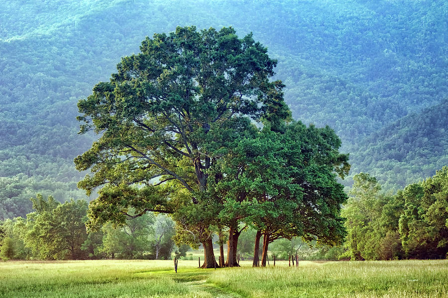 Tree Photograph - Trees - Great Smoky Mountains - Meadow by Nikolyn McDonald