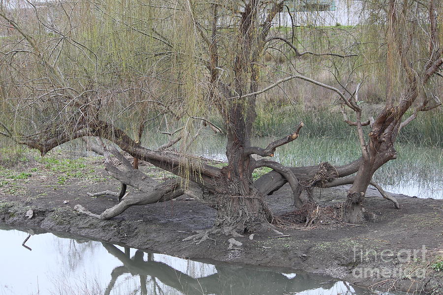Tree Photograph - Trees Growing in the Guadalupe River by Martha Sherman