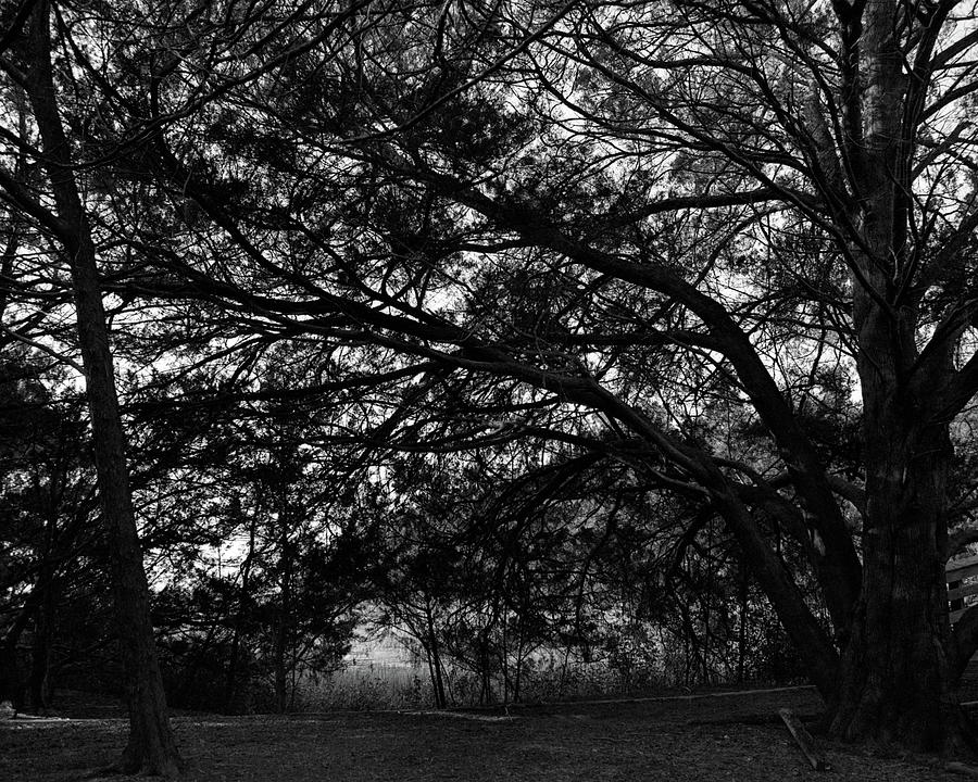 Trees, Hammock, Marshes of Glynn Photograph by John Simmons