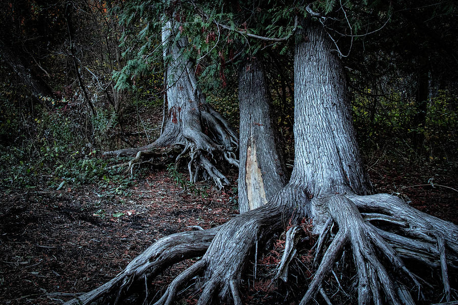 Trees Holding On Photograph by Makiko Ishihara
