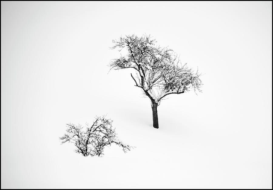 Trees Photograph by Imi Koetz