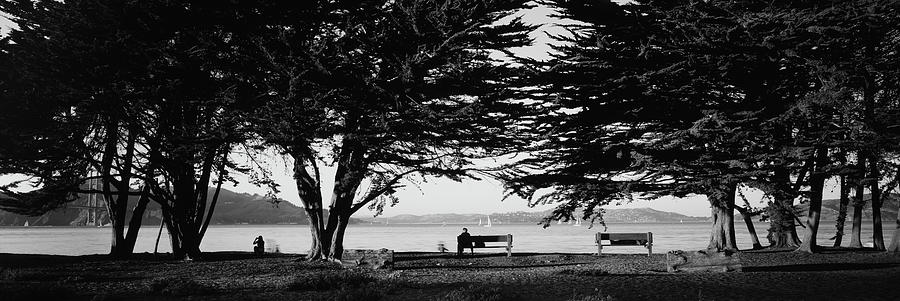 Trees In A Field, Crissy Field, San Francisco, California, USA Photograph by Panoramic Images