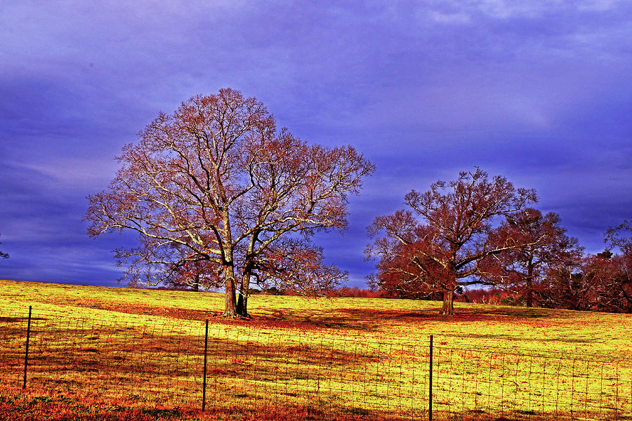 Trees In A Pasture 006 Photograph by George Bostian
