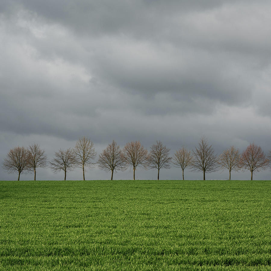 Trees in a Row  Photograph by Martin Vorel Minimalist Photography