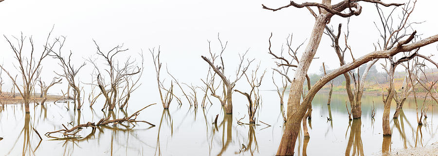 Trees in a shallow lake foggy morning Photograph by David Ilzhoefer