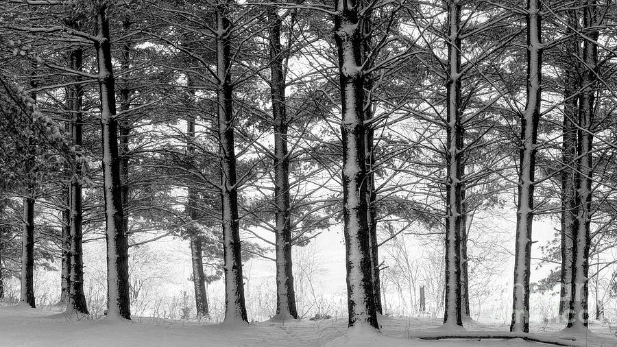 Trees in a Snow Storm Photograph by Bill Frische