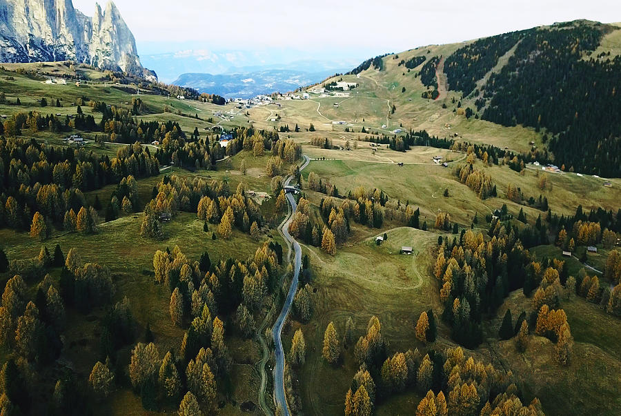 trees in alpe di Siusi Photograph by Franckreporter