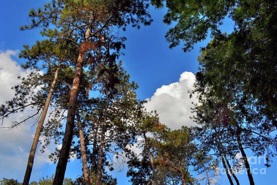 Trees in An Embrace With Clouds Photograph by Leonida Arte
