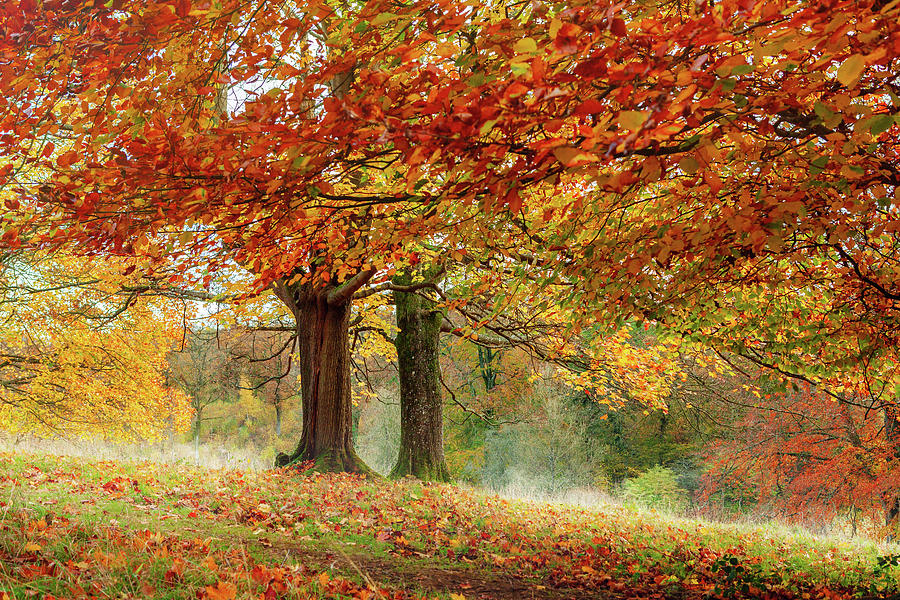 Trees in autumn colour Photograph by Victoria Ashman