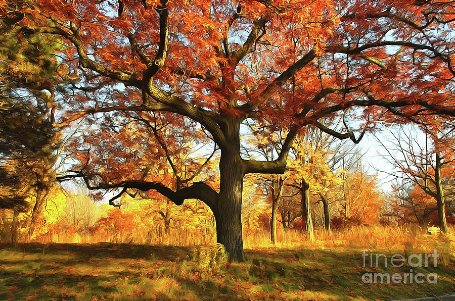 Trees  in Autumn  Photograph by Elaine Manley