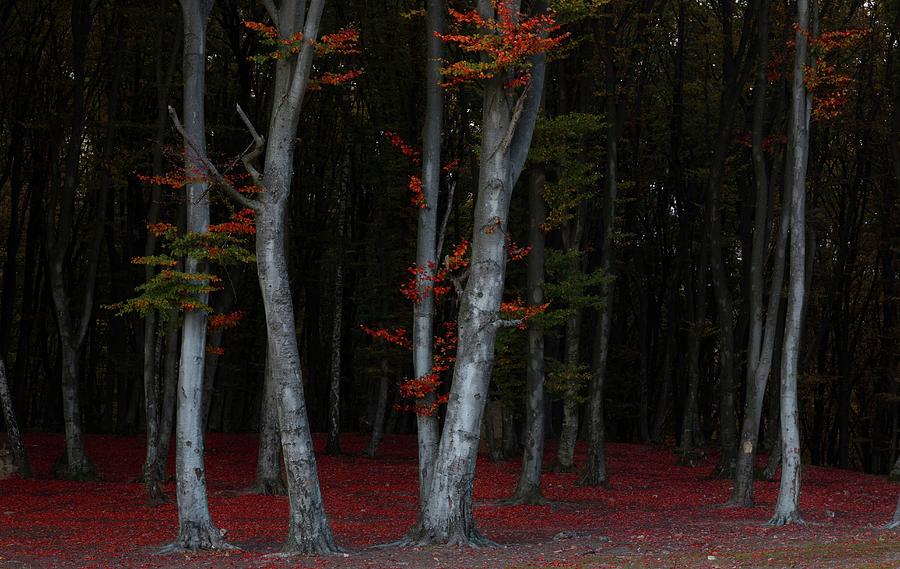 Trees in autumn forest Photograph by Toma Bonciu