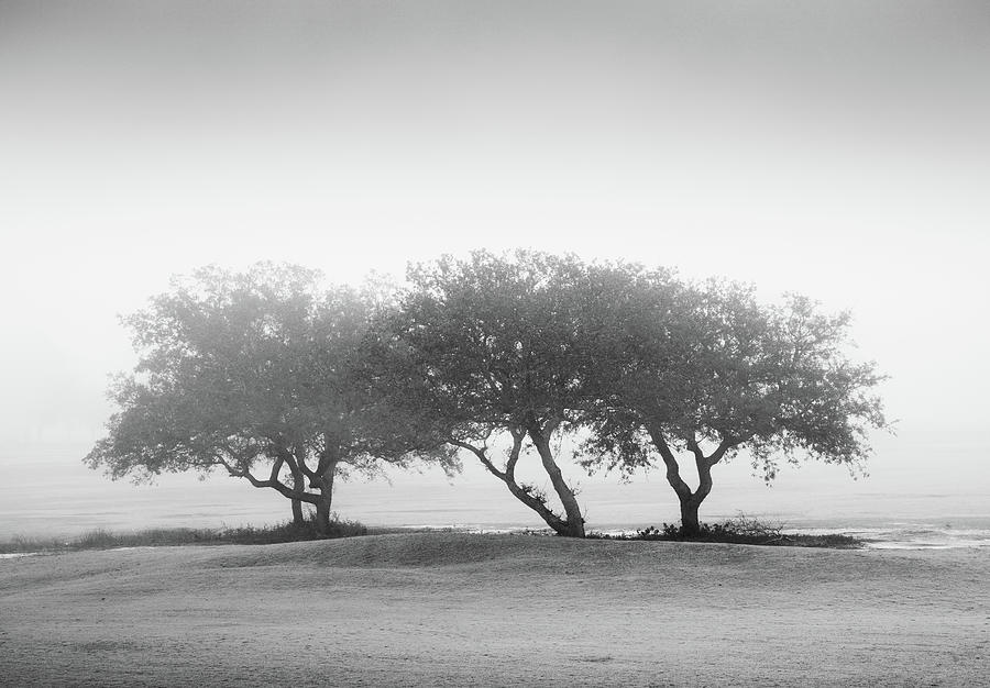 Trees In Black And White Photograph