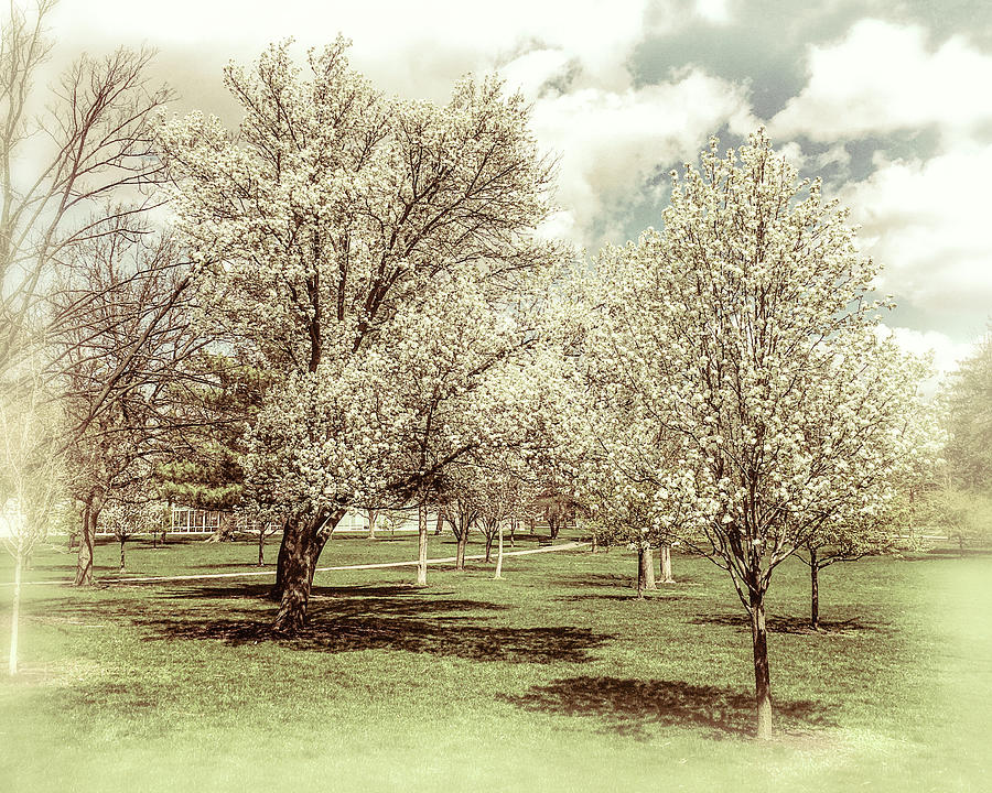 Trees in Bloom Photograph by Alan Toepfer