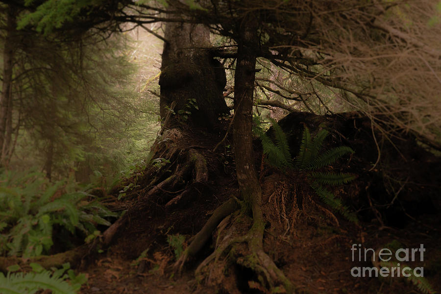 Pine Photograph - Trees in Coastal Fog, Kalaloch by Lindley Ashline