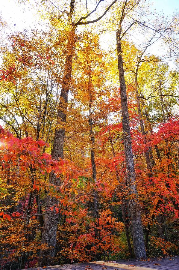 Trees in Fall Colors Photograph by Lisa Spencer