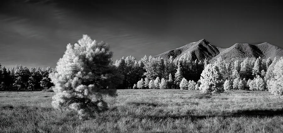 Trees in Flagstaff Arizona Photograph by Jon Glaser