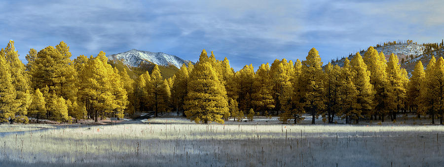 Trees in Flagstaff Photograph by Jon Glaser