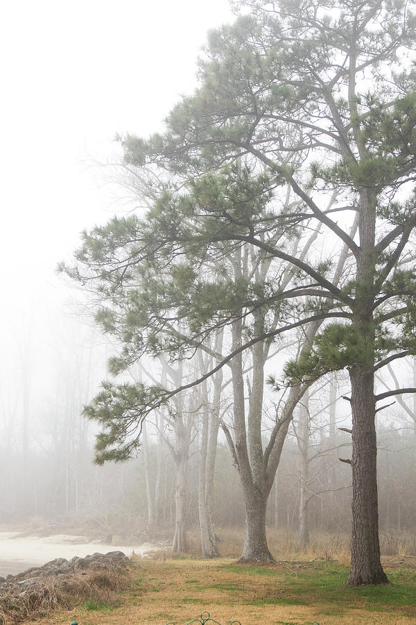 Trees in Fog Along the Banks of the Neuse River-Eastern North Carolina Photograph by Bob Decker