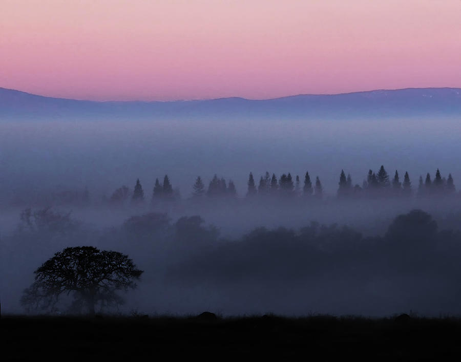 Trees In Fog At Sunrise Photograph by Robert Woodward