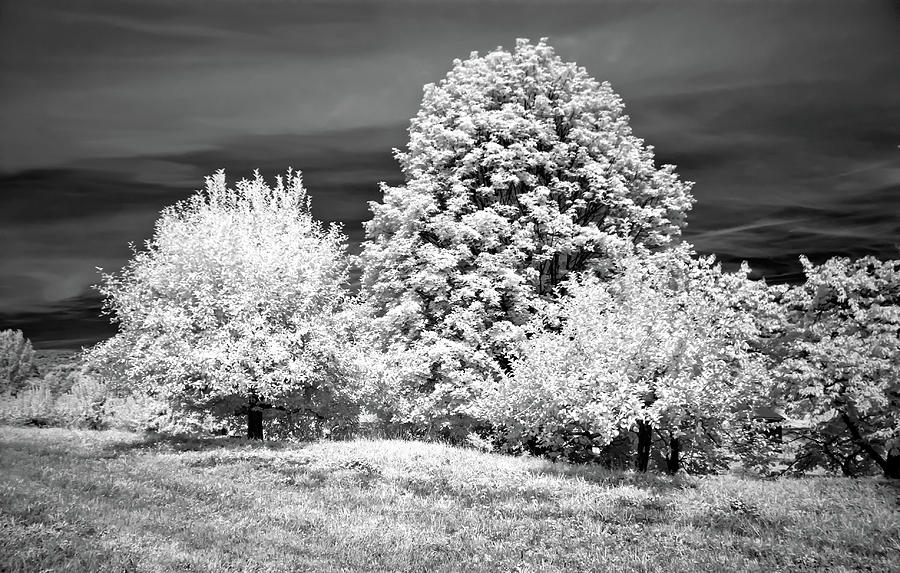 Trees in Infrared Photograph by Anthony Sacco