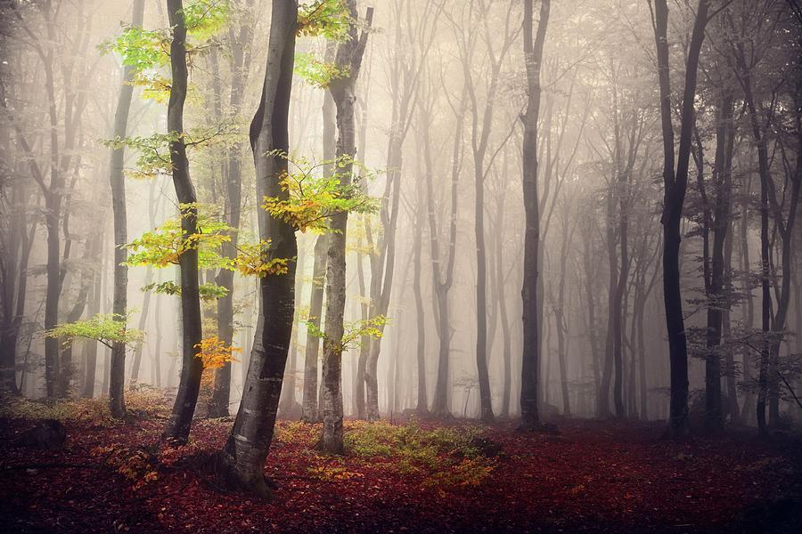 Trees in light in foggy forest Photograph by Toma Bonciu