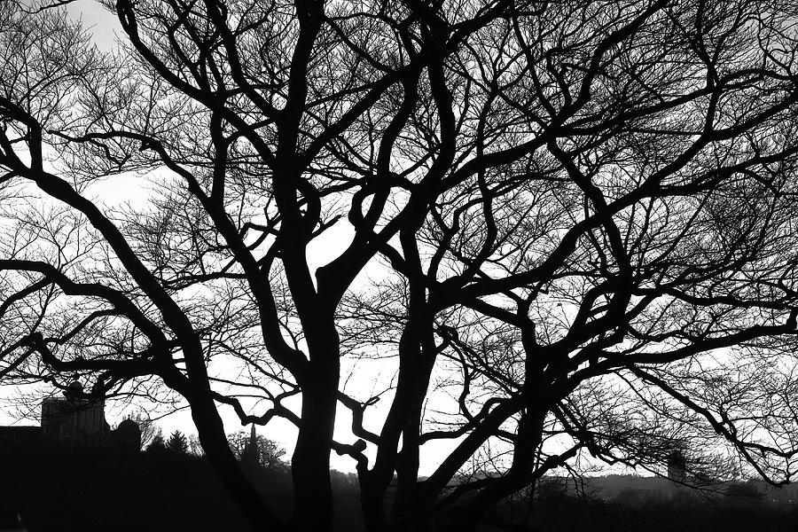 Enchanting Oak Tree Photograph by Aidan Moran