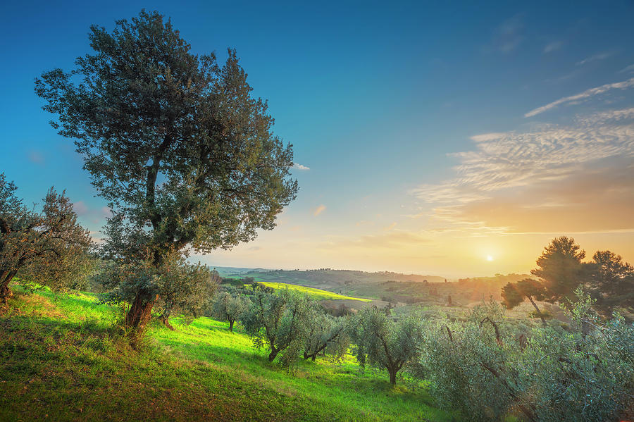 Trees in Maremma at Sunset. Tuscany Photograph by Stefano Orazzini
