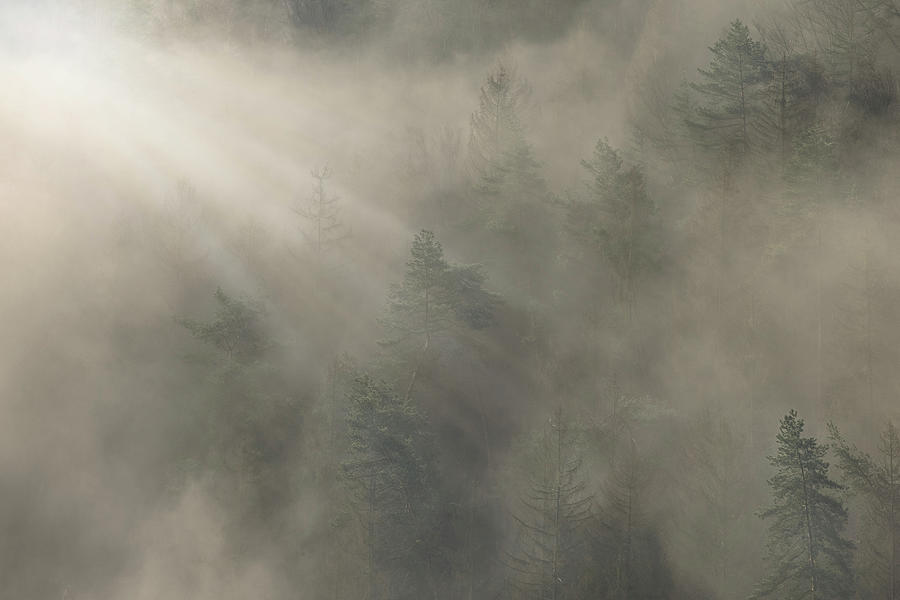 Trees in morning fog Photograph by Joana Kruse