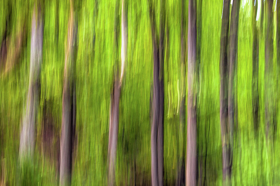 Trees in Motion FX Photograph by Dan Carmichael