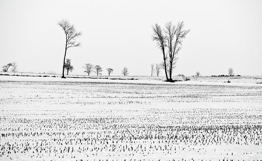 Trees in Snow 6 Photograph by Steven Ralser