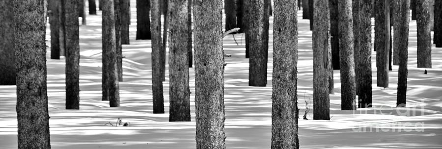 Yellowstone National Park Photograph - Trees in Snow by Jan Prewett