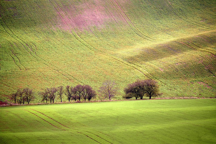 Trees in South Moravia Photograph by Jon Glaser