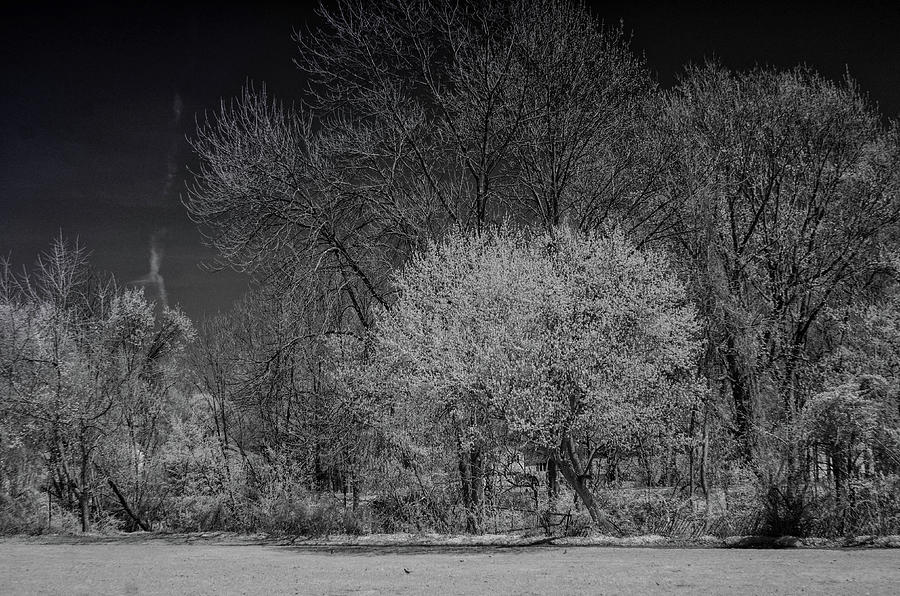 Trees in Spring Black and White infrared Photograph by Alan Goldberg