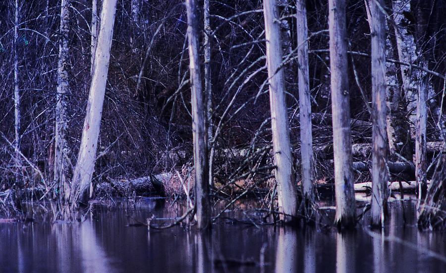 Trees in Swamp Photograph by Lawrence Christopher
