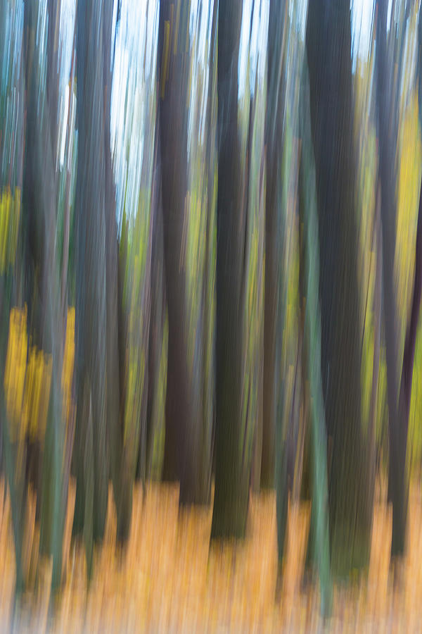 Trees in the Abstract Photograph by Stewart Helberg